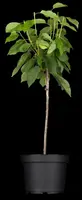 Wonder tree Prunus avium 'Regina' (Kers) 160 cm - afbeelding 6