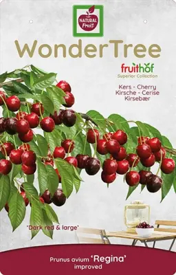 Wonder tree Prunus avium 'Regina' (Kers) 160 cm - afbeelding 3