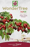 Wonder tree Prunus avium 'Regina' (Kers) 160 cm - afbeelding 3