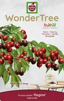 Wonder tree Prunus avium 'Regina' (Kers) 160 cm - afbeelding 3