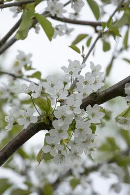 Wonder tree Prunus avium 'Regina' (Kers) 160 cm - afbeelding 57