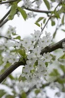 Wonder tree Prunus avium 'Regina' (Kers) 160 cm - afbeelding 57