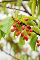 Wonder tree Prunus avium 'Regina' (Kers) 160 cm - afbeelding 65