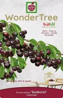 Wonder tree Prunus avium 'Sunburst' (Kers) 160 cm - afbeelding 3