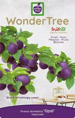 Wonder tree Prunus domestica 'Opal' (Pruim) 160cm - afbeelding 3