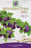Wonder tree Prunus domestica 'Opal' (Pruim) 160cm - afbeelding 3