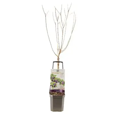 Wonder tree Prunus domestica 'Opal' (Pruim) 160cm - afbeelding 2
