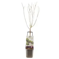 Wonder tree Prunus domestica 'Opal' (Pruim) 160cm - afbeelding 2