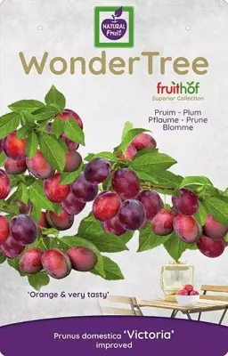 Wonder tree Prunus domestica 'Victoria' (Pruim) 160 cm - afbeelding 3