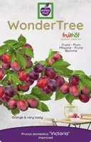 Wonder tree Prunus domestica 'Victoria' (Pruim) 160 cm - afbeelding 3