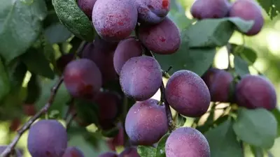 Wonder tree Prunus domestica 'Victoria' (Pruim) 160 cm - afbeelding 5