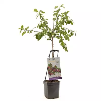 Wonder tree Prunus domestica 'Victoria' (Pruim) 160 cm - afbeelding 1