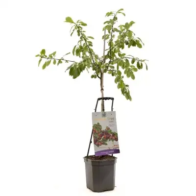 Wonder tree Prunus domestica 'Victoria' (Pruim) 160 cm - afbeelding 1