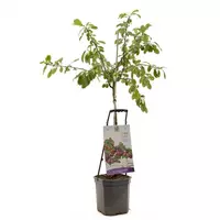 Wonder tree Prunus domestica 'Victoria' (Pruim) 160 cm kopen?