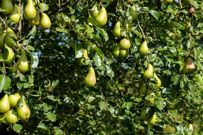 Wonder tree Pyrus communis 'Conference' (Peer) 160cm - afbeelding 22