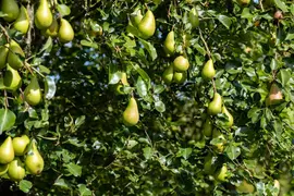 Wonder tree Pyrus communis 'Conference' (Peer) 160cm - afbeelding 22