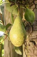 Wonder tree Pyrus communis 'Conference' (Peer) 160cm - afbeelding 14