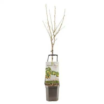 Wonder tree Pyrus communis 'Conference' (Peer) 160cm - afbeelding 2