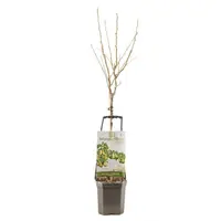 Wonder tree Pyrus communis 'Conference' (Peer) 160cm - afbeelding 2