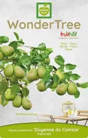 Wonder tree Pyrus communis 'Doyenné du Comice' (Peer) 160 cm - afbeelding 3