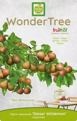 Wonder tree Pyrus communis 'Gieser Wildeman' (Peer) 160cm - afbeelding 3