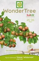 Wonder tree Pyrus communis 'Gieser Wildeman' (Peer) 160cm - afbeelding 3