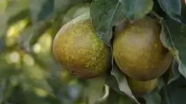 Wonder tree Pyrus communis 'Gieser Wildeman' (Peer) 160cm - afbeelding 4