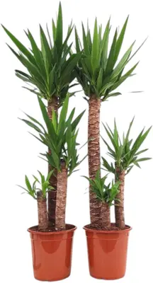 Yucca elephantipes - afbeelding 1