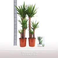 Yucca elephantipes - afbeelding 2