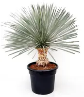 Yucca glo. lone star p50 h100 - afbeelding 1