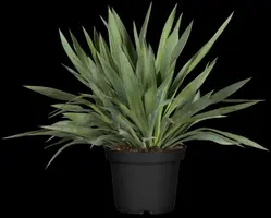 Yucca gloriosa (Palmlelie) - afbeelding 1