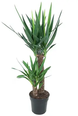 Yucca (Palmlelie) 100cm - afbeelding 1