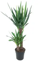 Yucca (Palmlelie) 100cm - afbeelding 1