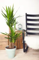 Yucca (Palmlelie) - afbeelding 2
