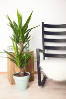 Yucca (Palmlelie) - afbeelding 3