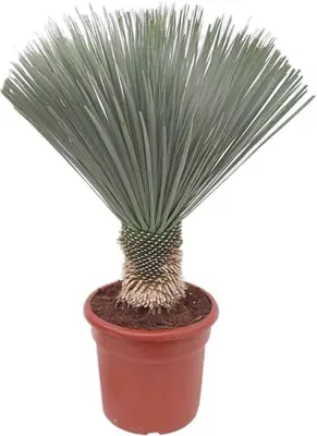 Yucca (Palmlelie) - afbeelding 1