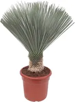 Yucca (Palmlelie) kopen?