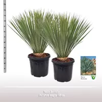 Yucca rostrata (Palmlelie) 110 cm - afbeelding 2