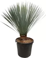 Yucca rostrata (Palmlelie) 110 cm - afbeelding 1