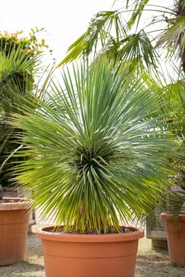 Yucca rostrata (Palmlelie) 110cm - afbeelding 7