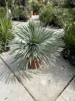 Yucca Rostrata (Palmlelie) 110cm - afbeelding 2