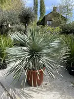 Yucca Rostrata (Palmlelie) 110cm - afbeelding 3