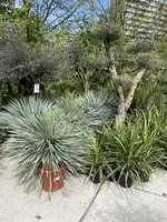 Yucca Rostrata (Palmlelie) 110cm - afbeelding 4