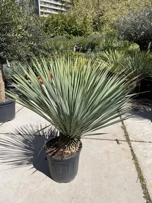Yucca rostrata (Palmlelie) 110cm - afbeelding 3