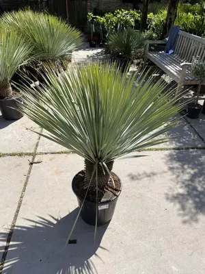 Yucca rostrata (Palmlelie) 110cm - afbeelding 4