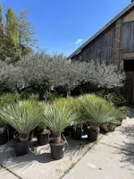 Yucca rostrata (Palmlelie) 110cm - afbeelding 5