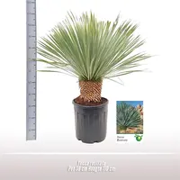 Yucca rostrata (Palmlelie) 110cm - afbeelding 2