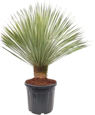 Yucca rostrata (Palmlelie) 130cm - afbeelding 1