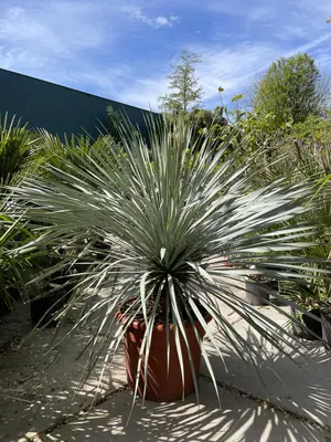 Yucca Rostrata (Palmlelie) 130cm - afbeelding 1