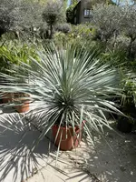 Yucca Rostrata (Palmlelie) 130cm - afbeelding 2